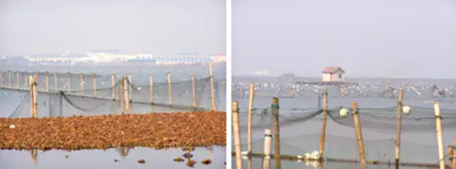 Perlenzucht in China - Blick über einen See mit den Zuchtgestellen